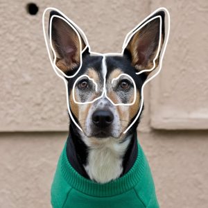 5 Ways to Style Your Dog Ear Outline Sweatshirt in 2024